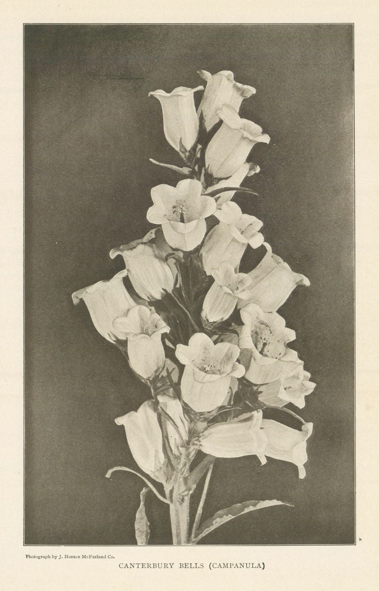 Canterbury Bells (Campanula). Kent 1907 old antique vintage print picture